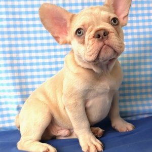 Franse Bulldog