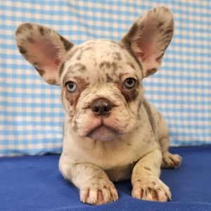 Franse Bulldog