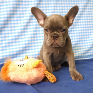 Bouledogue Fran&ccedil;ais