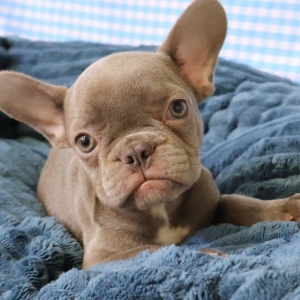 Bouledogue Fran&ccedil;ais