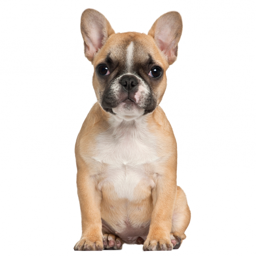 Supplement uitbreiden Macadam Franse Bulldog | Hondenfokker Houssin Kuurne | Puppy's te koop, pup te  koop, hondenkweker, hondenkwekerij, rashonden