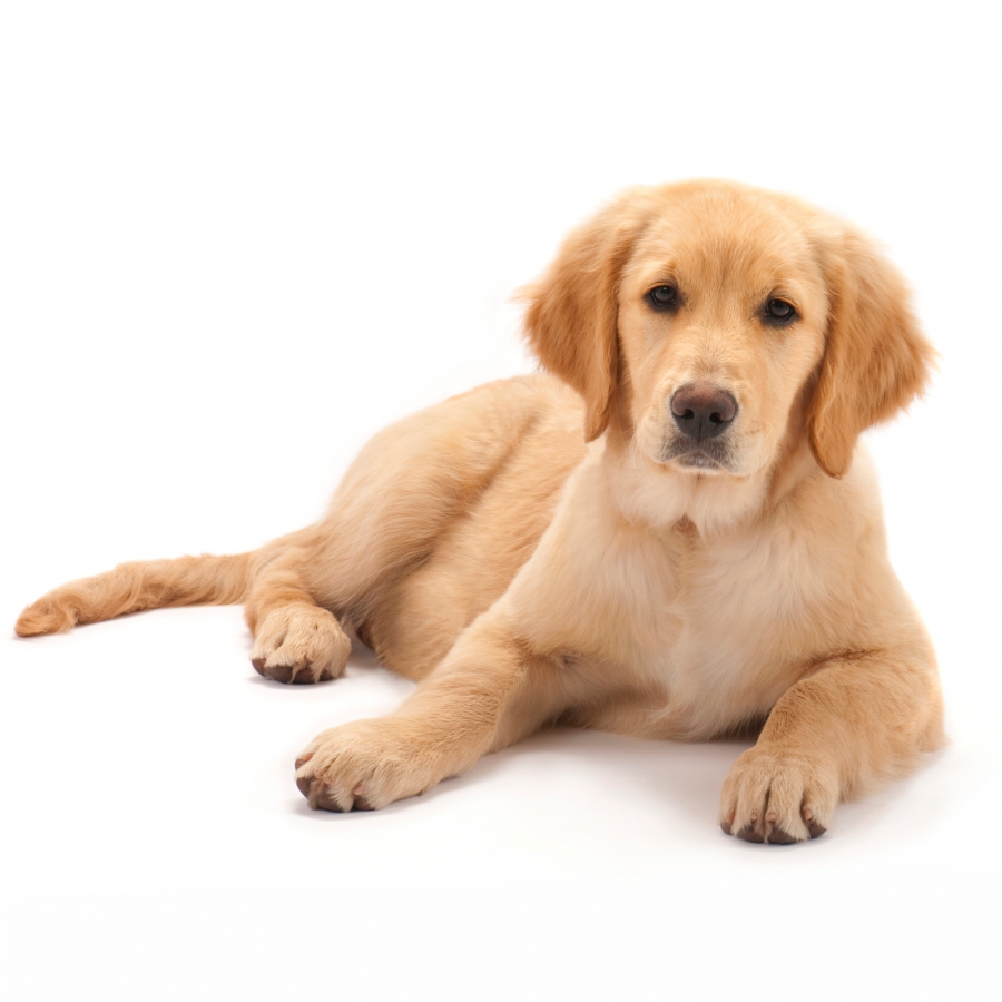 Buitenland homoseksueel Verklaring Golden Retriever | Hondenfokker Houssin Kuurne | Puppy's te koop, pup te  koop, hondenkweker, hondenkwekerij, rashonden