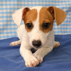Jack Russell