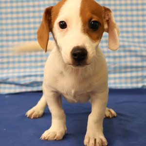Jack Russell
