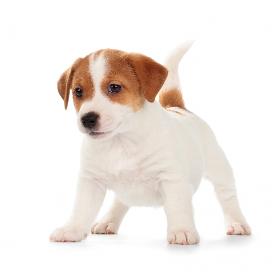 Jack Russell pup kopen?