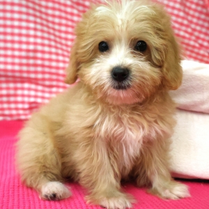 Zeer leuke kruisingen