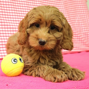 Adorables chiots crois&eacute;