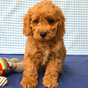 Adorables chiots crois&eacute;