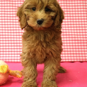 Adorables chiots crois&eacute;