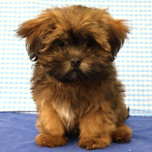 Lhasa Apso