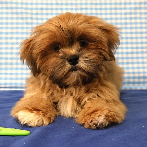 Lhasa Apso