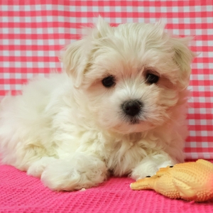 Maltezer
