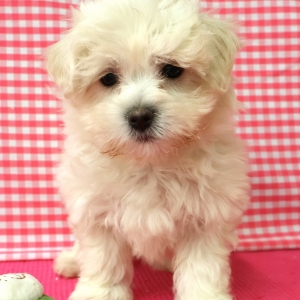 Maltezer