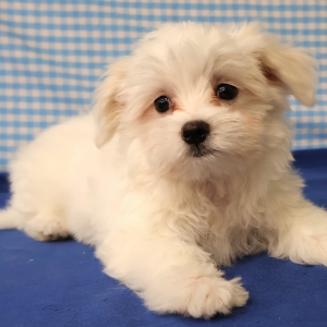 Maltezer