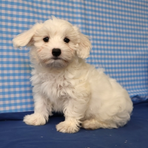 Maltezer