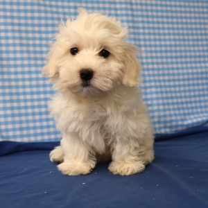 Maltezer