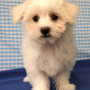 Maltezer