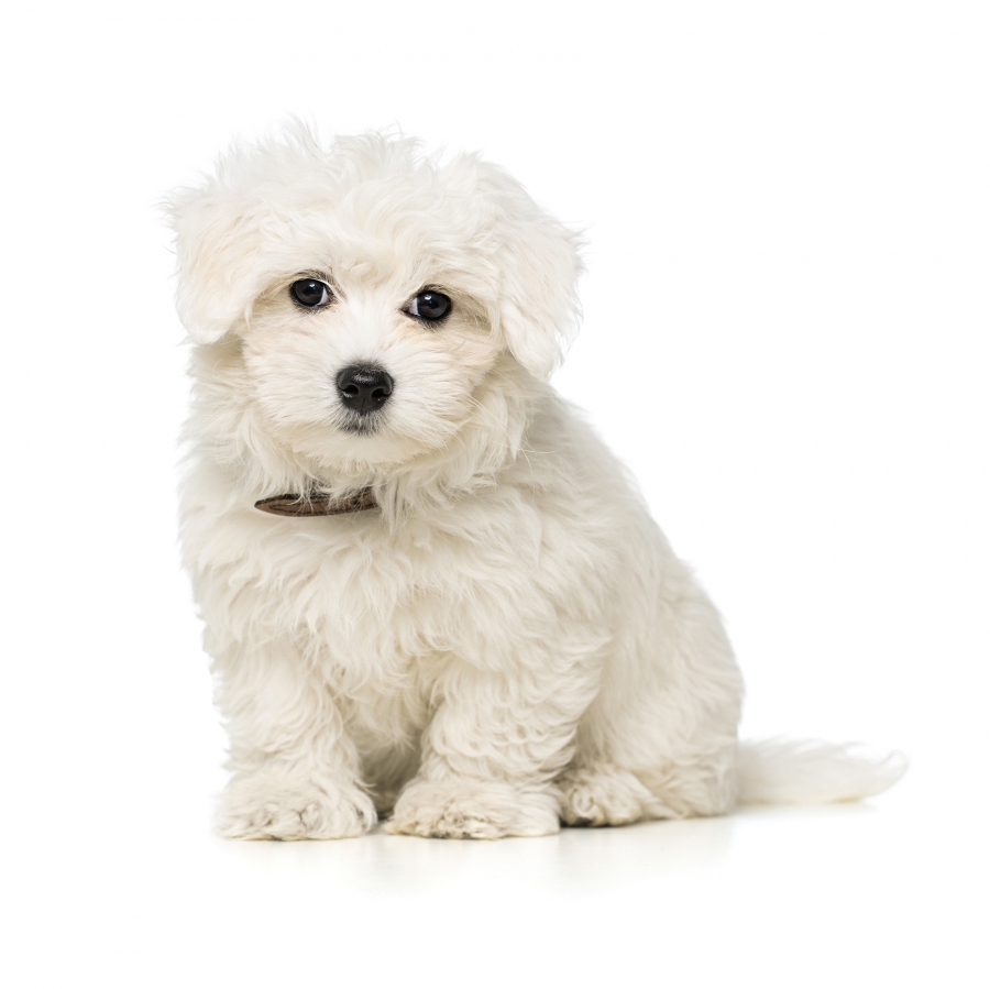 Maltezer | Kuurne | Puppy's te pup te koop, hondenkweker, hondenkwekerij, rashonden