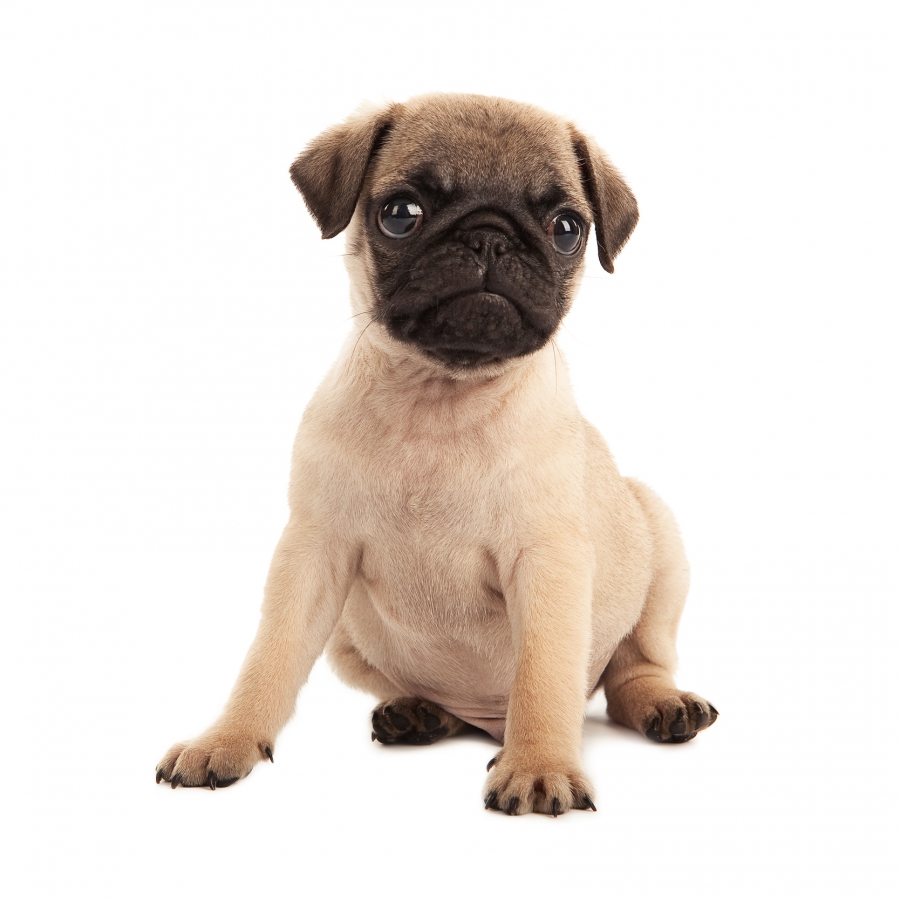 Baffle mot wacht Mopshond | Hondenfokker Houssin Kuurne | Puppy's te koop, pup te koop,  hondenkweker, hondenkwekerij, rashonden