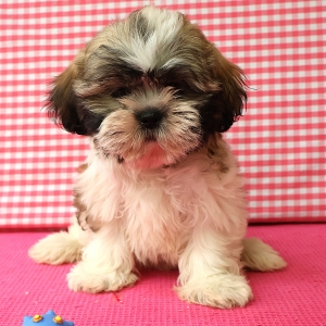 Shih Tzu