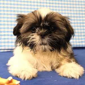 Shih Tzu
