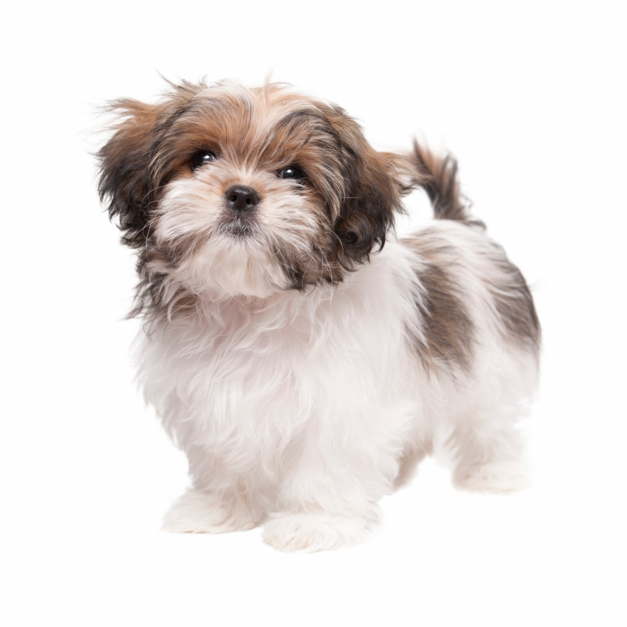 Shih Tzu pup kopen?