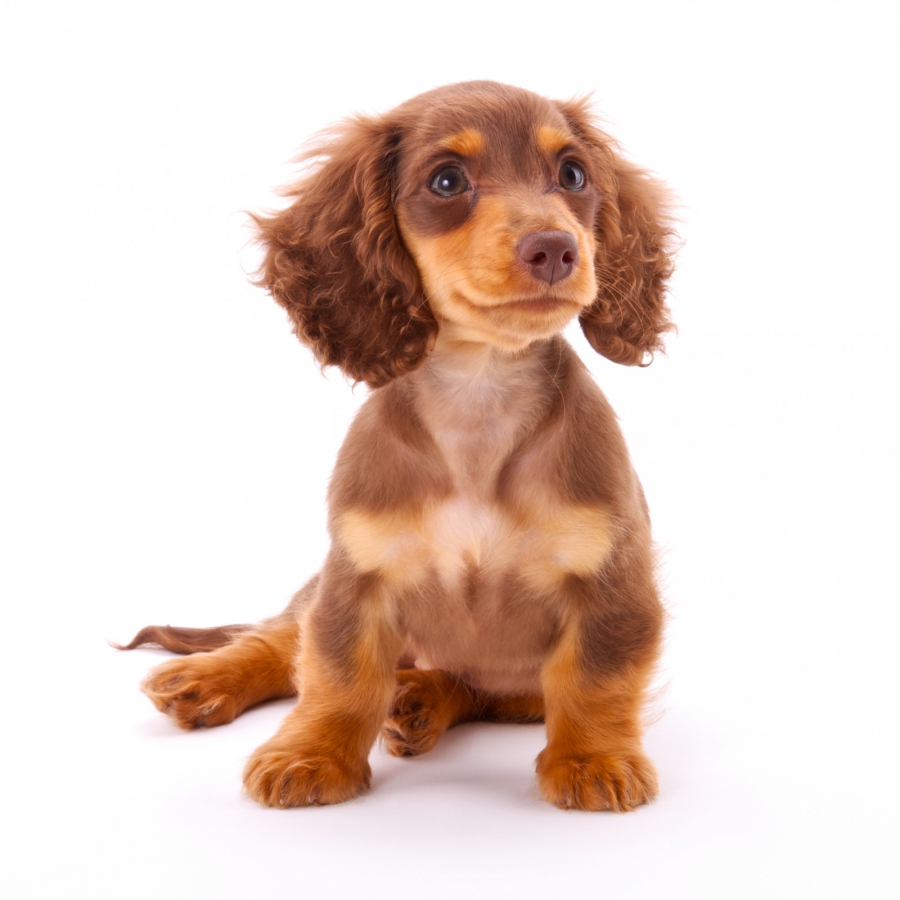 Teckel | Hondenfokker Houssin Kuurne | Puppy's te koop, te hondenkweker, hondenkwekerij, rashonden