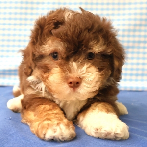 Offre Exceptionnelle