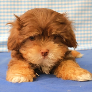 Offre Exceptionnelle