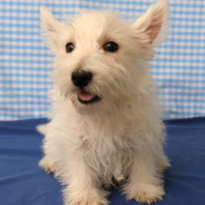 West Highland White Terri&euml;r (Westie)