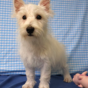 West Highland White Terri&euml;r (Westie)