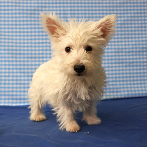 West Highland White Terri&euml;r (Westie)