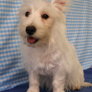 West Highland White Terri&euml;r (Westie)