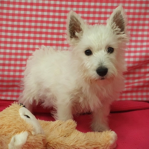 West Highland White Terrier (Westie)