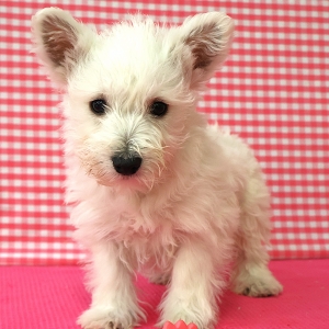 West Highland White Terri&euml;r (Westie)