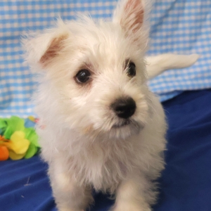 West Highland White Terrier (Westie)