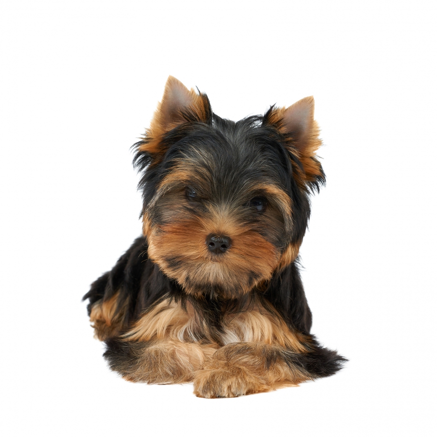 Dislocatie zitten potlood Yorkshire | Hondenfokker Houssin Kuurne | Puppy's te koop, pup te koop,  hondenkweker, hondenkwekerij, rashonden